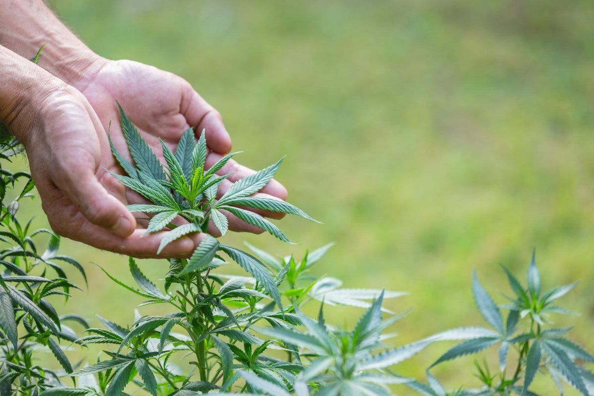 L’art de la taille du Cannabis : Guide des techniques et de l’entretien-Canapuff