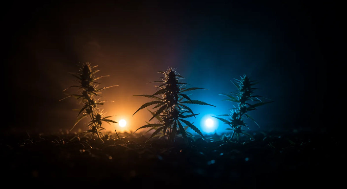 Comment utiliser les Fleurs de Chanvre