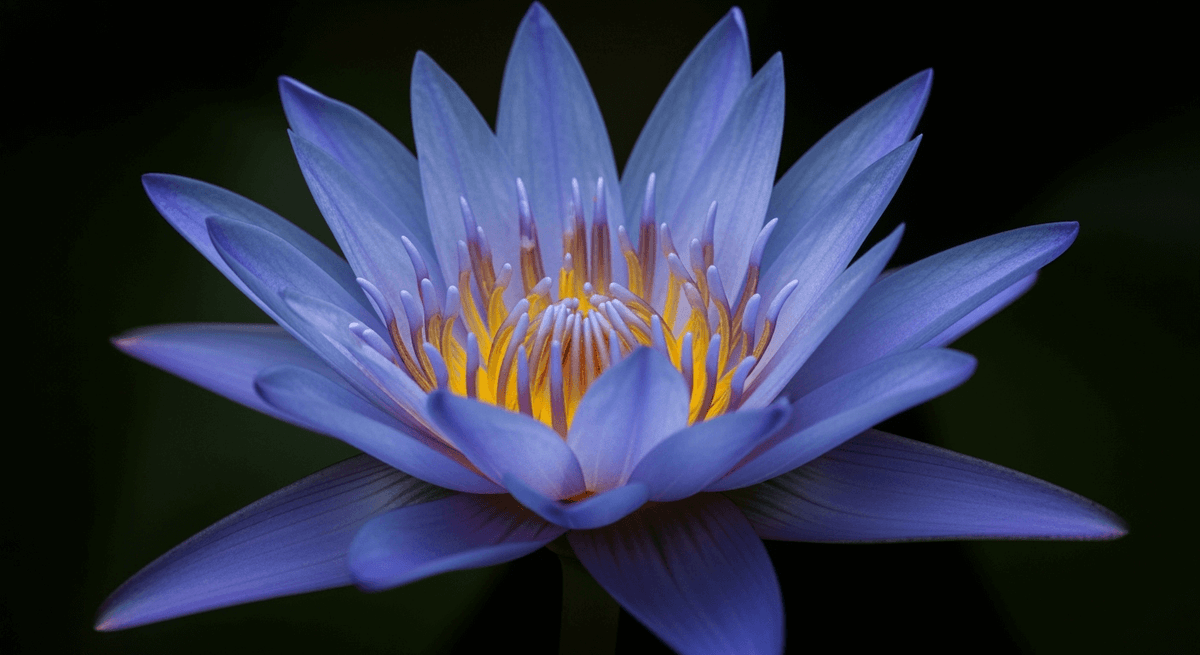 Efectos de la Flor de Loto Azul: Cómo Funciona, Cómo Fumarla y Qué Se Siente