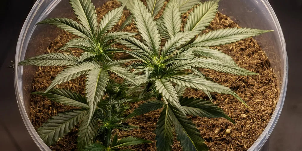 Maksimer Cannabis Udbytte: Guide til Greenhouse Seeds-Canapuff