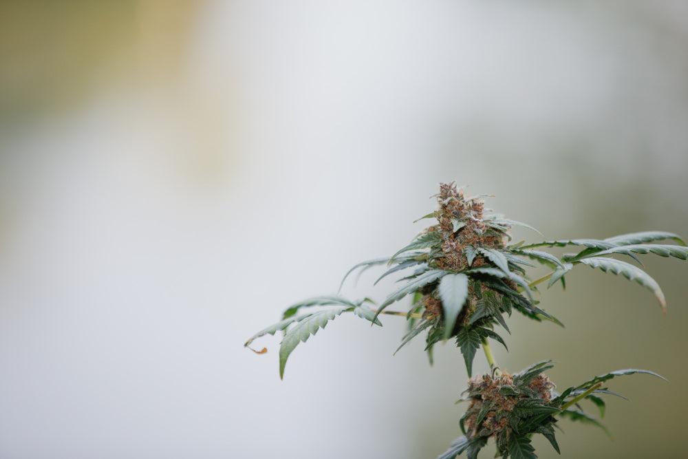 Planta de cannabis