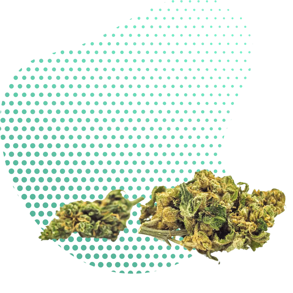 HHC-A Květy-Canapuff