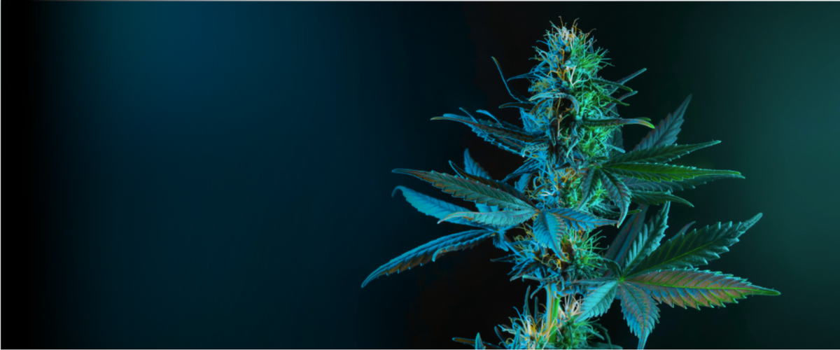 Cannabisplante med mørk baggrund