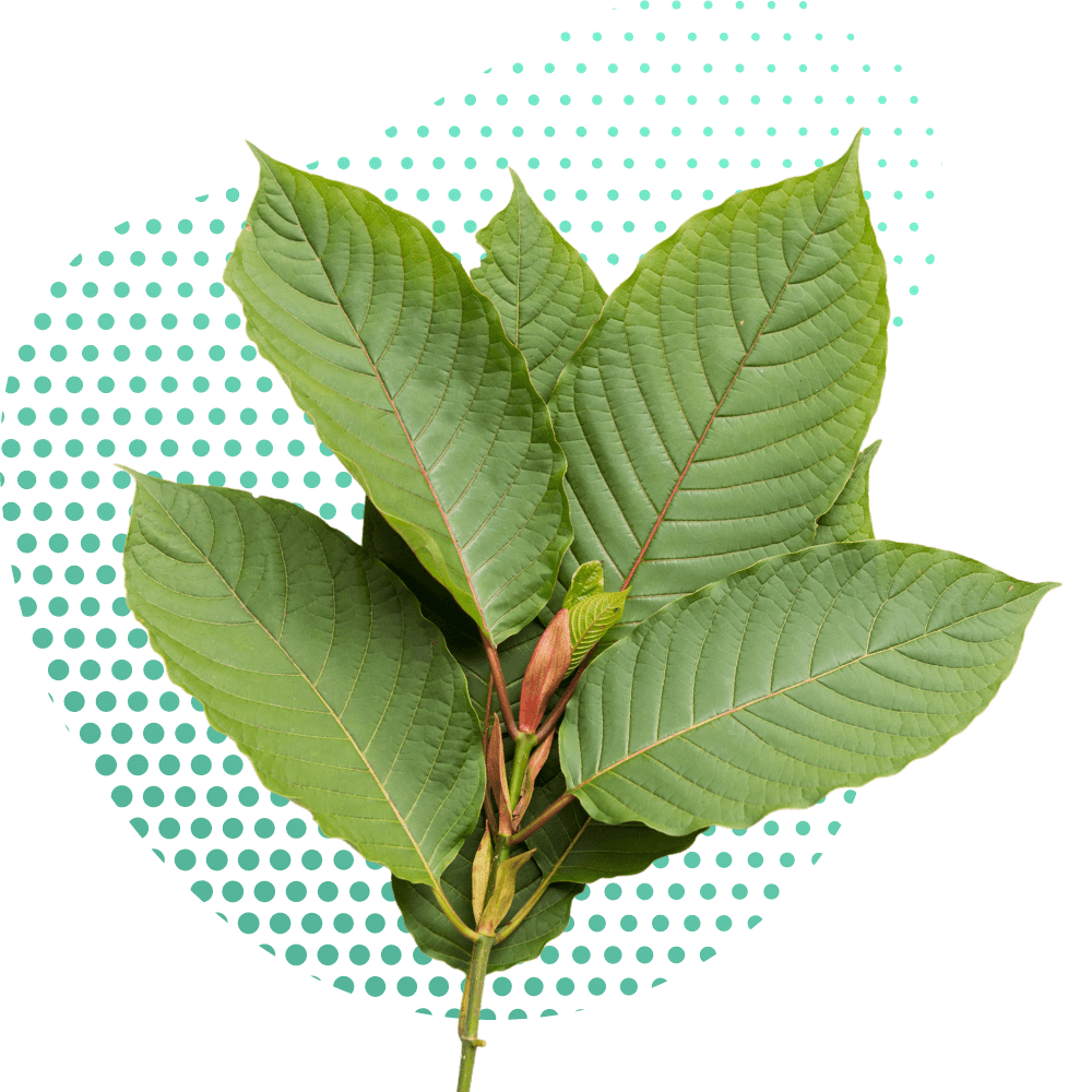 Kratom doğal faydalar sağlar