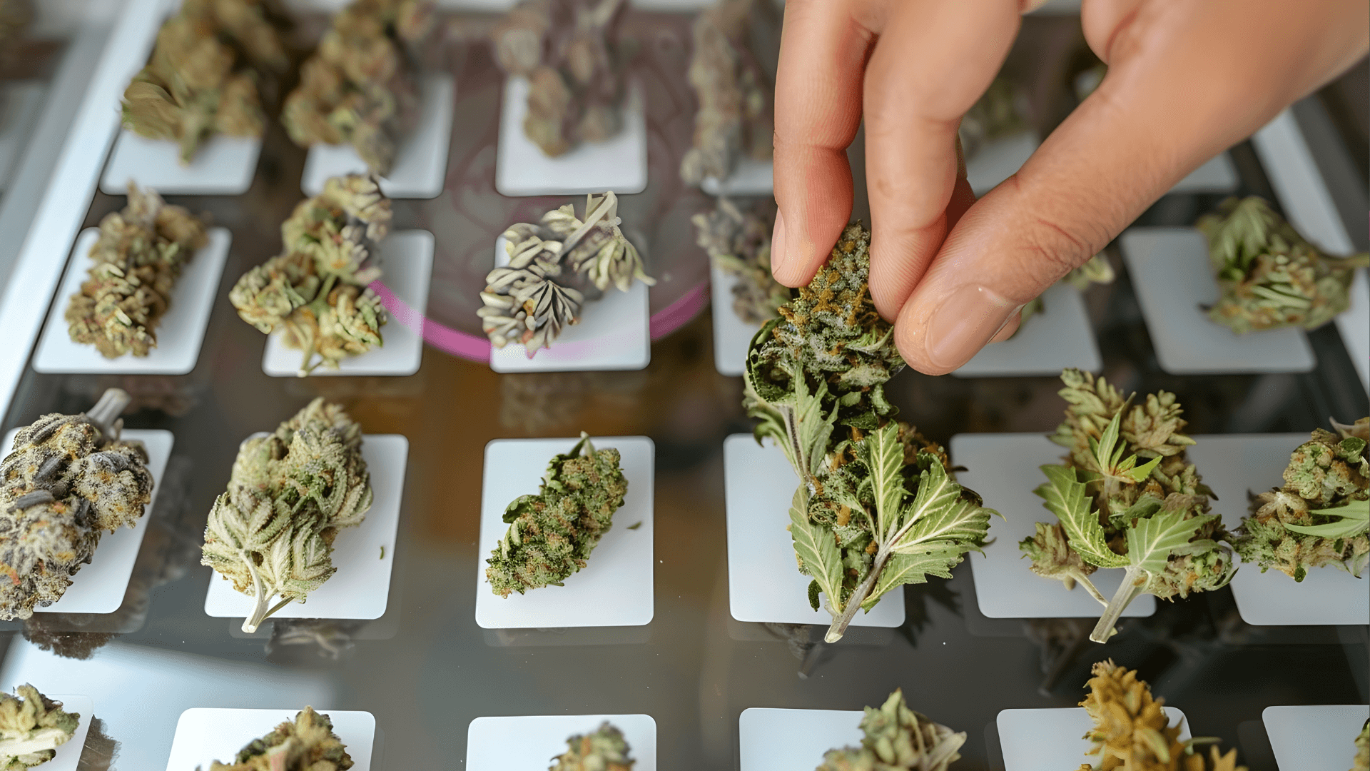 Cumpără Cannabis în Hamburg