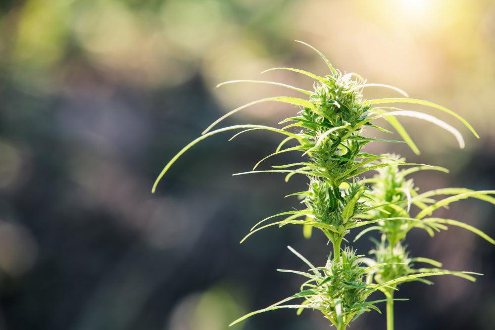Delta-8 THC: Efectos, legalidad y productos-Canapuff
