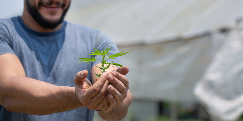 autoflower seeds