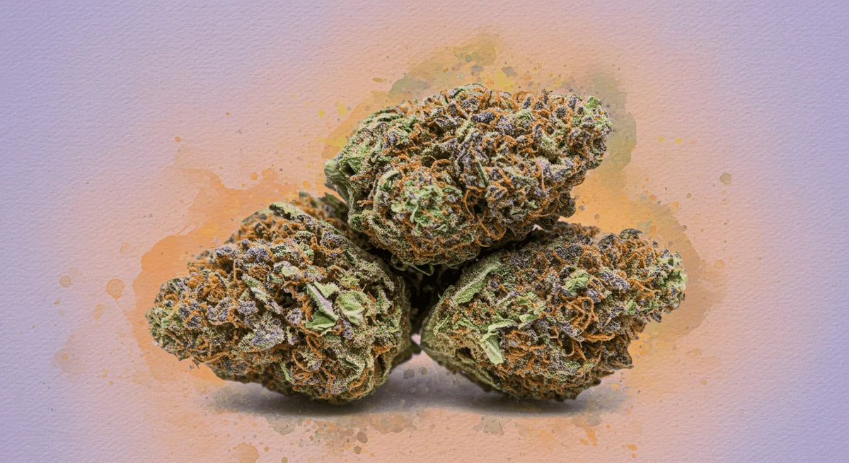 Dondurma Hakkında Her Şey: Efsanevi Cannabis Strain İçin Kapsamlı Bir Rehber