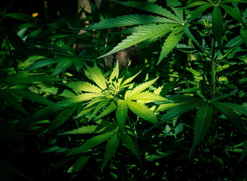 Humidade ideal para a germinação de sementes de canábis-Canapuff