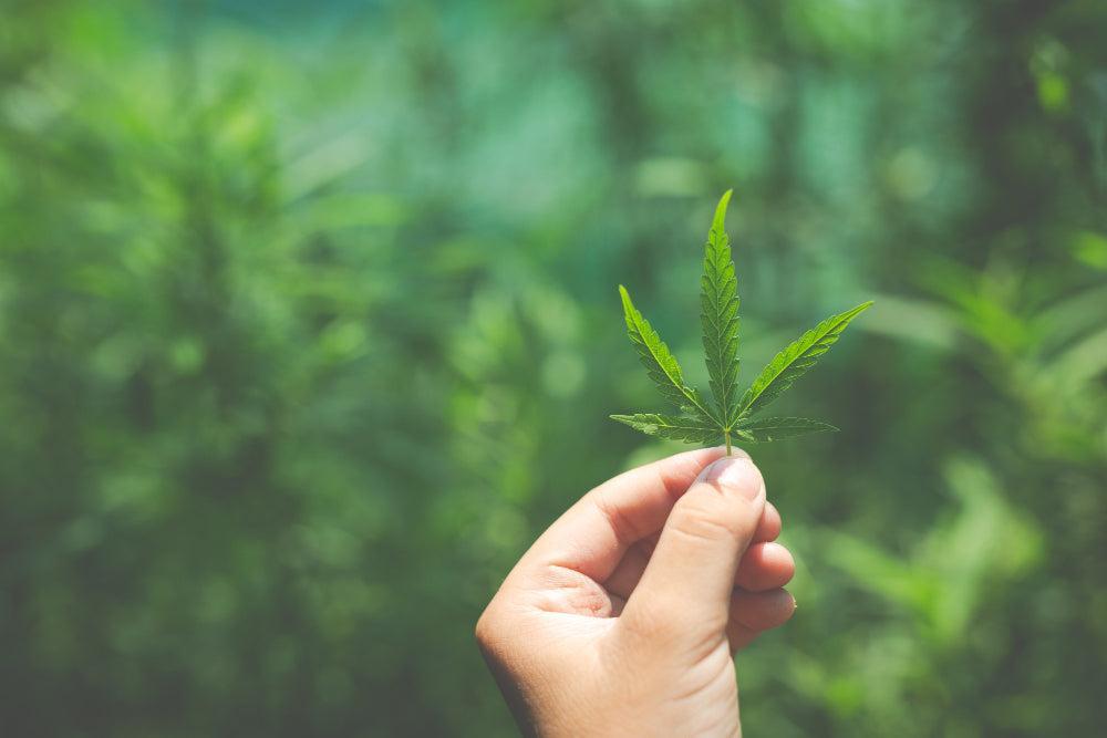 Φύλλο Cannabis