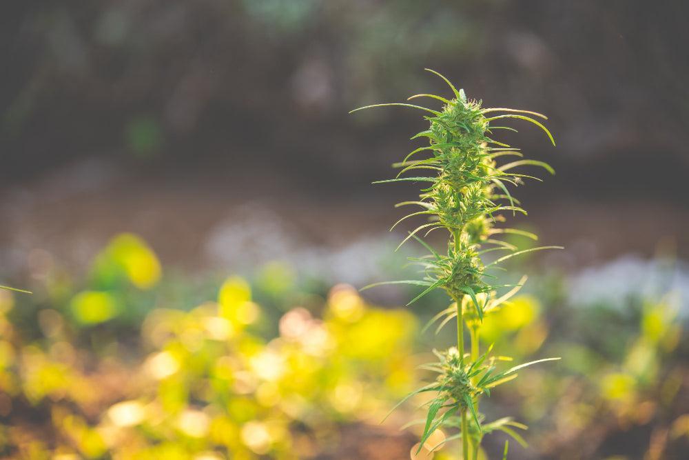 Cannabisväxt