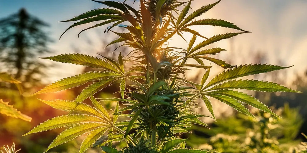 Outdoor-Autoflowering-Cannabis-Anbau meistern-Canapuff