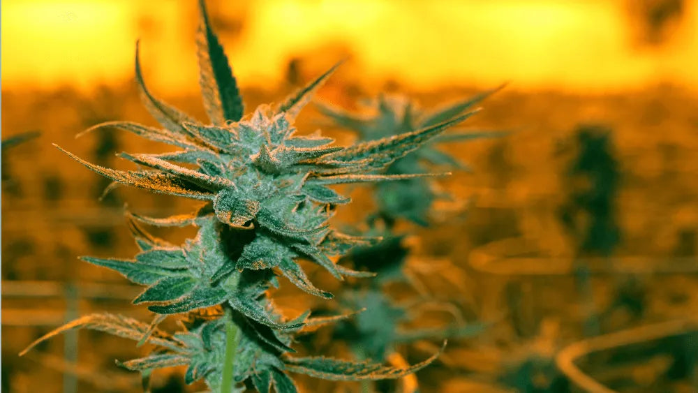 Ontdek Alien Runtz Strain: Unieke Smaak & Effecten