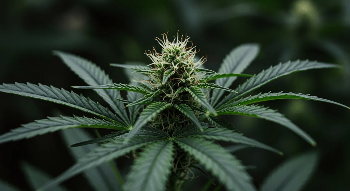 T9HC Kannabinoid: Bu Yeni Ortaya Çıkan Sentetik Bileşiğin Gizemini Çözmek