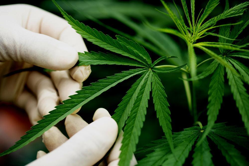 Feuilles de Cannabis