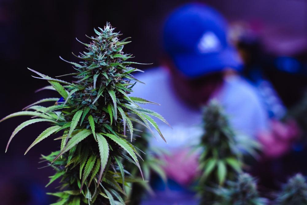 Comment nettoyer un bong : étapes faciles pour une bouffée fraîche-Canapuff