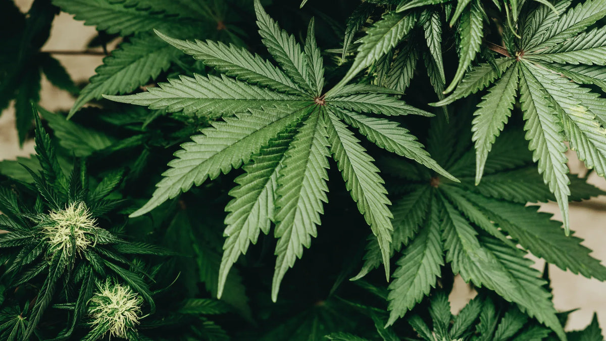 Diferencia entre THCP, HHC y CBD Canapuff