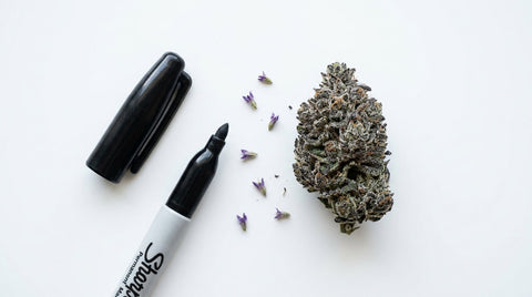 Permanent Marker Strain: Genetică, efecte și profil terpenic