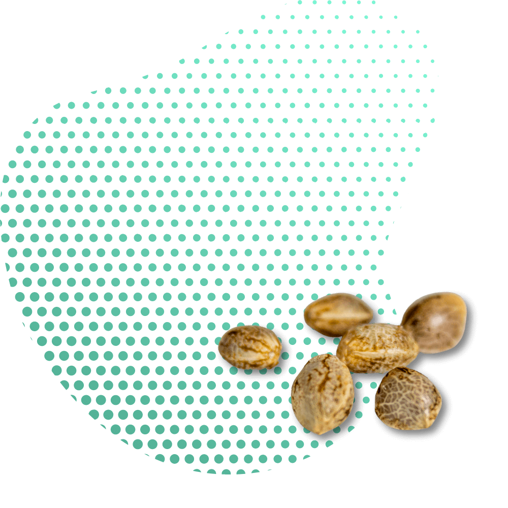 CBD seeds